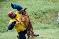 Pokaz psa policyjnego, pies atakuje symulanta