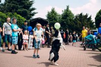 Dogoterapia, pies podbija pyskiem balonik