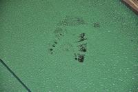 Symulacja śladów zdarzenia