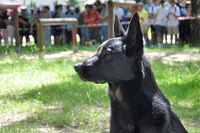 Pies ratowniczy straży pożarnej