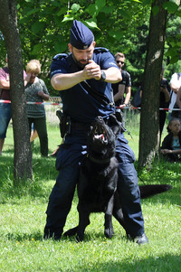 Pokaz tresury psa policyjnego