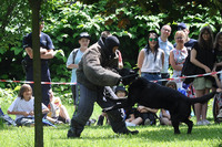 Pokaz tresury psa policyjnego